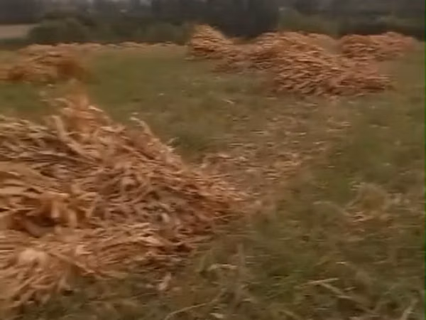 Мака (жүгөрү) пая. Ош, 9-км (Чагыр), Мадыга жетпей. 300 боо, 40 сомдон