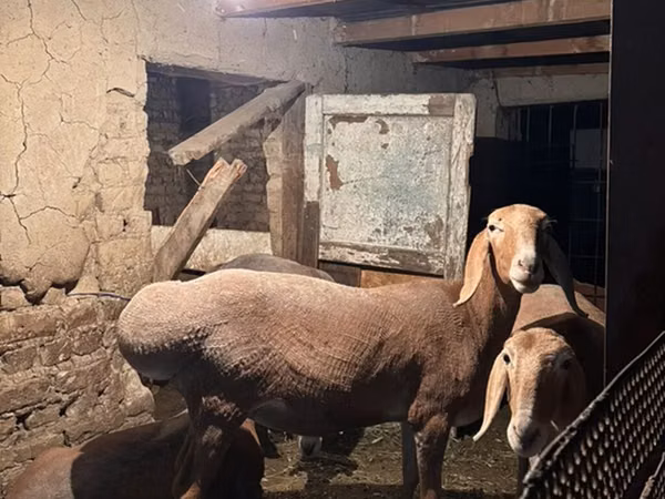 Schaf, Arashan sheep — Kirgisistan