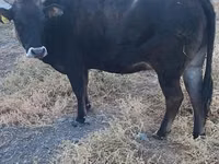 Vaca, Raza Alatau — foto 2