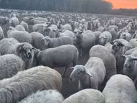 Schaf, Schafe — Foto 4