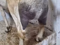 母山羊, Nubian Goat — 照片 1