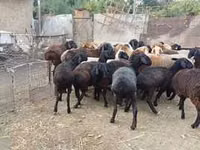 عنزة, الماعز — الصورة 7
