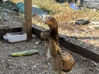 Chickens — الصورة 5
