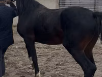 Caballo, Orlov Trotter — foto 6