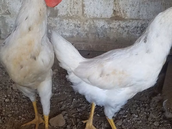 Chickens