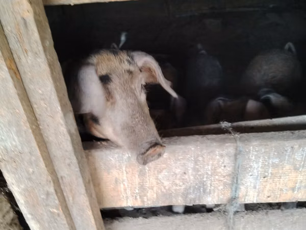 خنزير ذكر, الخنازير