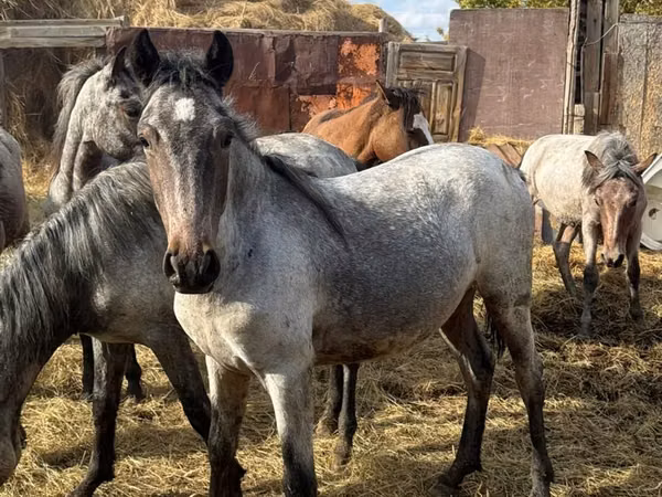 Stute, Kazakh horse — Kasachstan