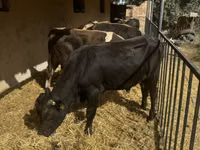 Bull, Cattle — photo 5
