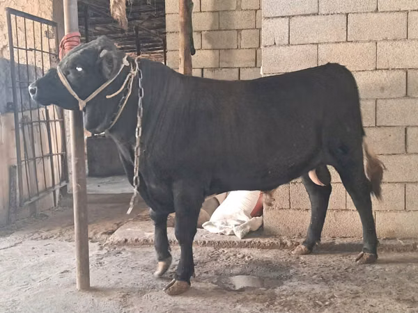 公牛, Cattle — 哈萨克斯坦