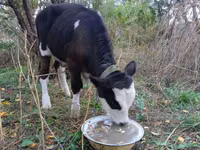 Бұқа, Simmental cattle — 1-сурет