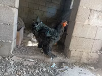 Brahma — Foto 1