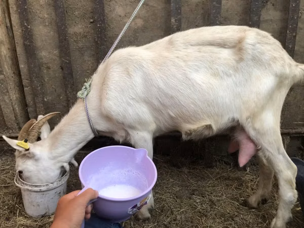 母山羊, Saanen goat — 哈萨克斯坦