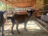 Ziege, Czech Brown Shorthaired goats — Foto 2