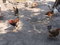 Chickens — Foto 5