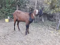 تيس, Nubian Goat — الصورة 2