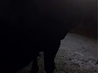 公牛, Cattle — 照片 4