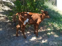 Kuh, Russian Black pied cattle — Foto 3