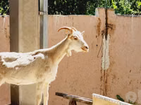 Cabra, Saanen goat — foto 1