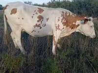 母牛, Cattle — 照片 1
