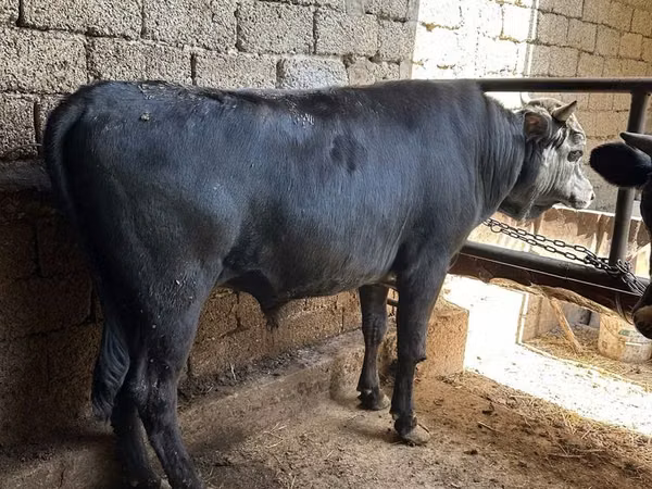 公牛, Cattle — 乌兹别克斯坦