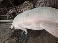 Verro, Cerdos — foto 4