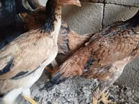 Chickens — 照片 2