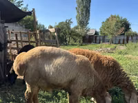 Carnero, Arashan sheep — foto 1