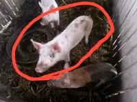 मादा सूअर, सूअर — फ़ोटो 2