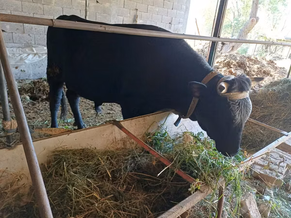 公牛, Aberdeen-Angus — 乌兹别克斯坦