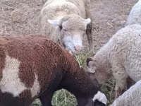Oveja, Merino sheep — foto 1