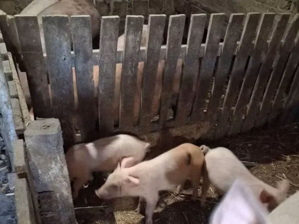 Schweine (Partie, Geschlecht nicht angegeben), Schweine