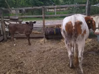 母牛, Swiss cattle — 照片 3