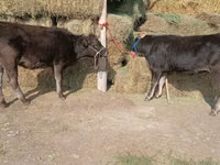 Vaca, Raza Alatau — foto 5