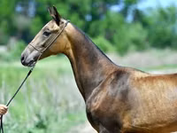 Aygʻir, Akhal-Teke — 7-rasm