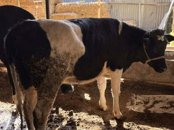 بقرة, Russian Black pied cattle