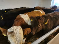 Rinder (Partie, Geschlecht nicht angegeben), Hereford — Foto 3