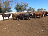 公牛, Cattle — 照片 4