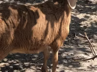 نعجة, Hissar sheep — الصورة 1