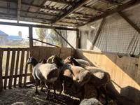 Schaf, Arashan sheep — Foto 3
