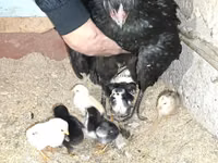 Chickens — foto 3