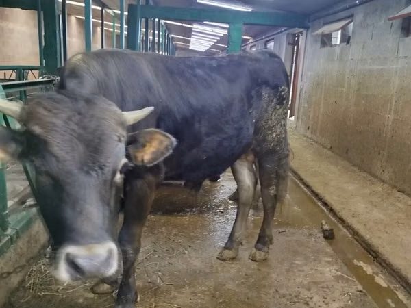 公牛, Swiss cattle — 吉尔吉斯斯坦