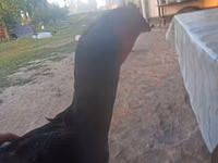 Chickens — Foto 1
