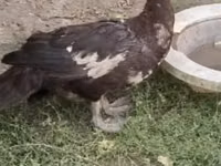 Turkeys — Foto 4
