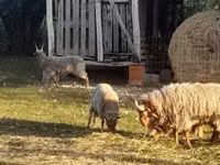 Schaf, Racka sheep — Foto 2