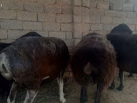 Oveja, Ovejas — foto 2