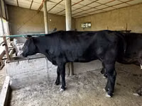 母牛, Cattle — 照片 4