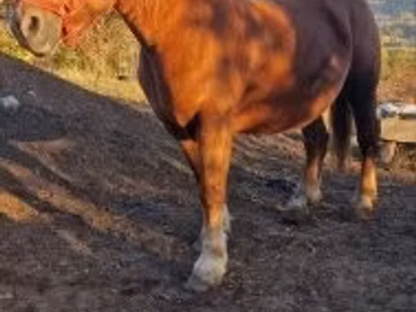 Mare, Horses