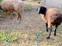 Schaf, Kazakh fat-tailed coarsewool sheep — Foto 2