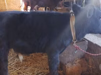 公牛, Cattle — 照片 1