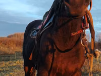 Caballo, Caballos — foto 1